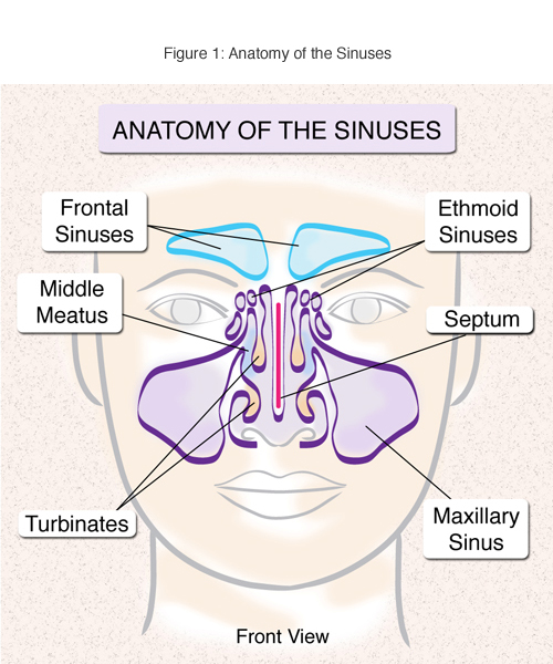 Diagram Human Nasal Diagram Mydiagramonline 1462